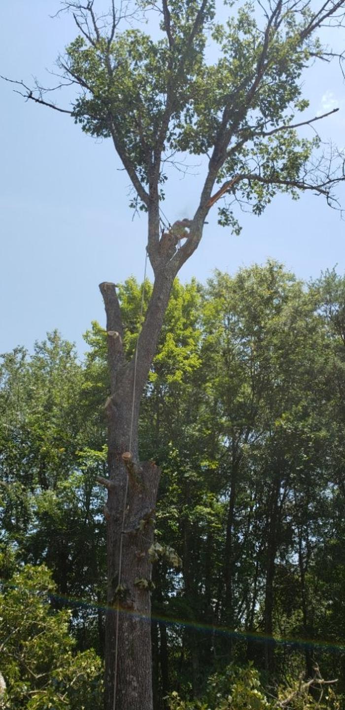 Cothren Construction Tree & Land Management - Gaffney, SC