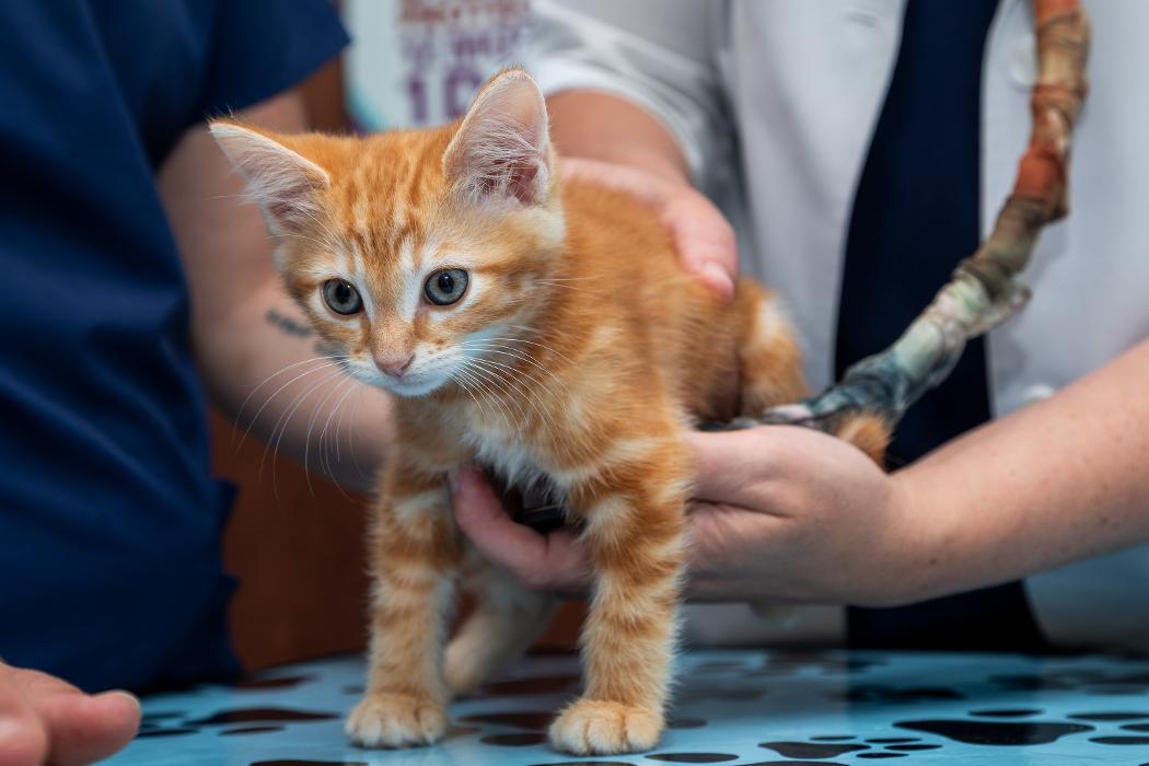 Battleground Hospital for Animals - Franklin, TN