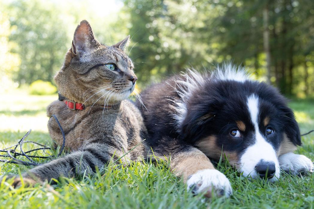 Community Animal Hospital - York, PA