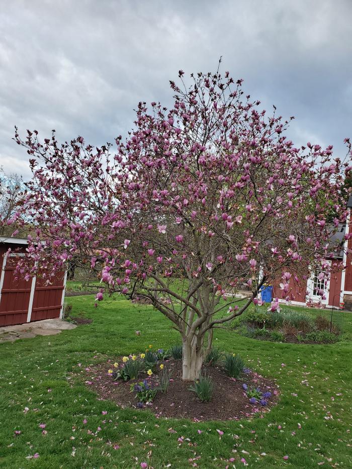 Community Animal Hospital - York, PA