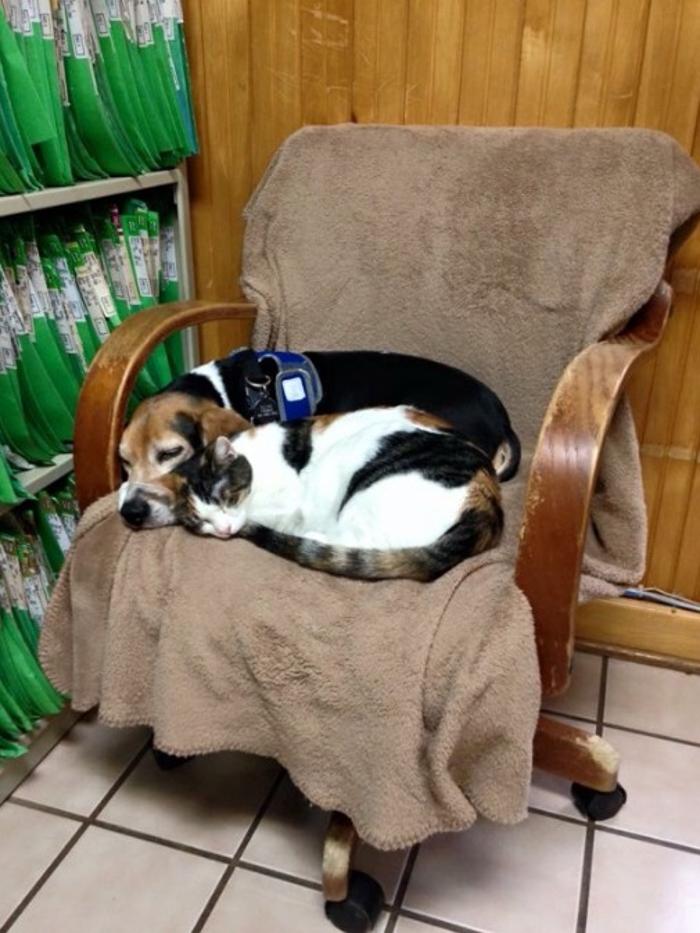 Morrilton Veterinary Clinic Image