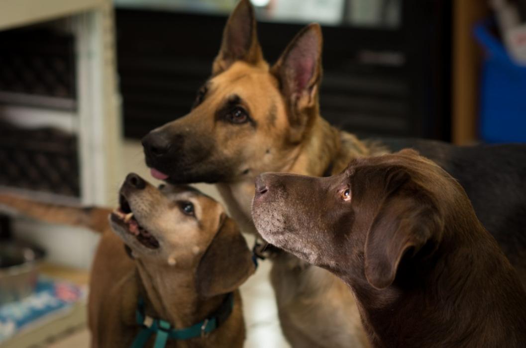 Morrilton Veterinary Clinic Image