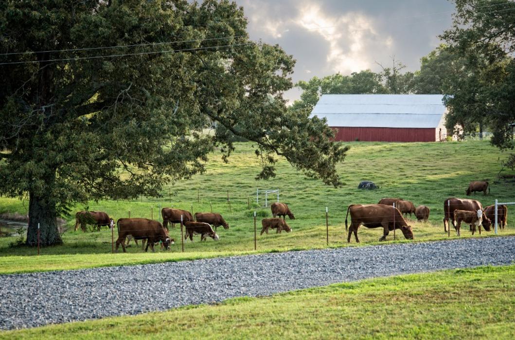 Morrilton Veterinary Clinic Image