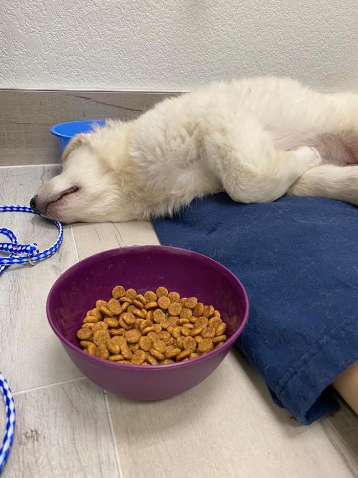 Advanced Care Veterinary Services - Carrollton, TX