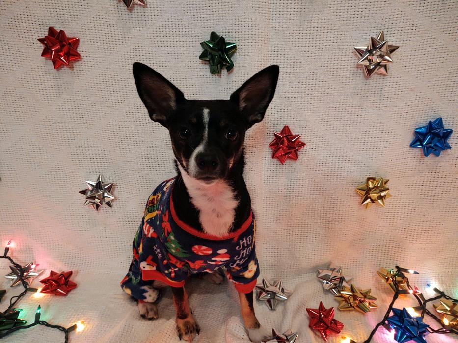 Cynthia A. Bolton, DDS Image