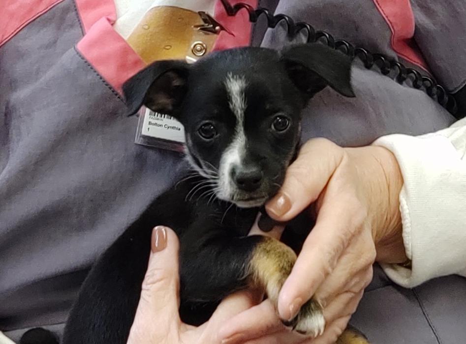 Cynthia A. Bolton, DDS Image