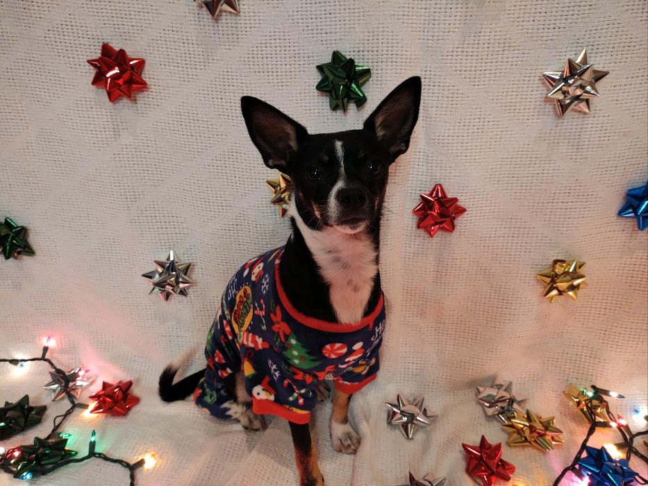 Cynthia A. Bolton, DDS Image