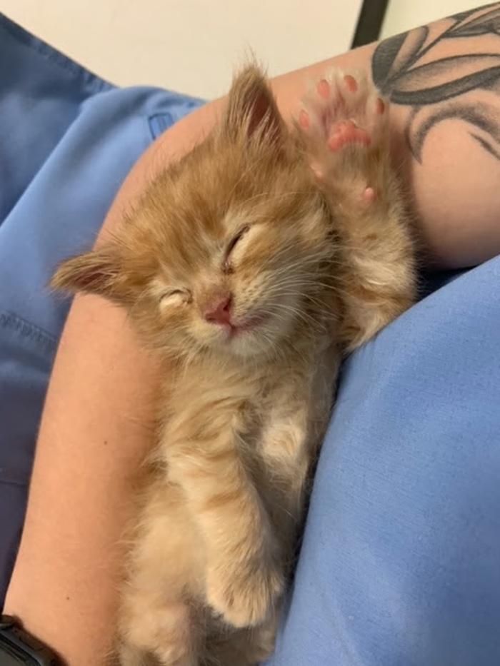 Beall Animal Clinic - Leesville, LA