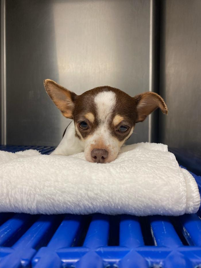 Beall Animal Clinic - Leesville, LA