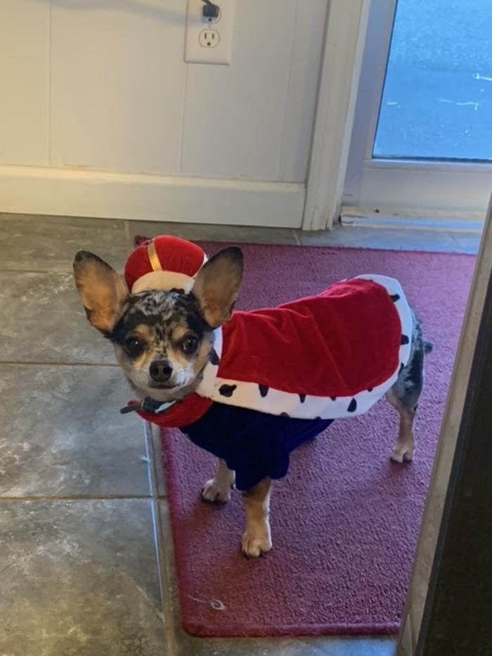 Beall Animal Clinic - Leesville, LA