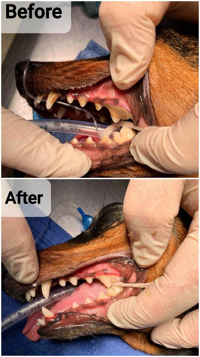 Beall Animal Clinic - Leesville, LA