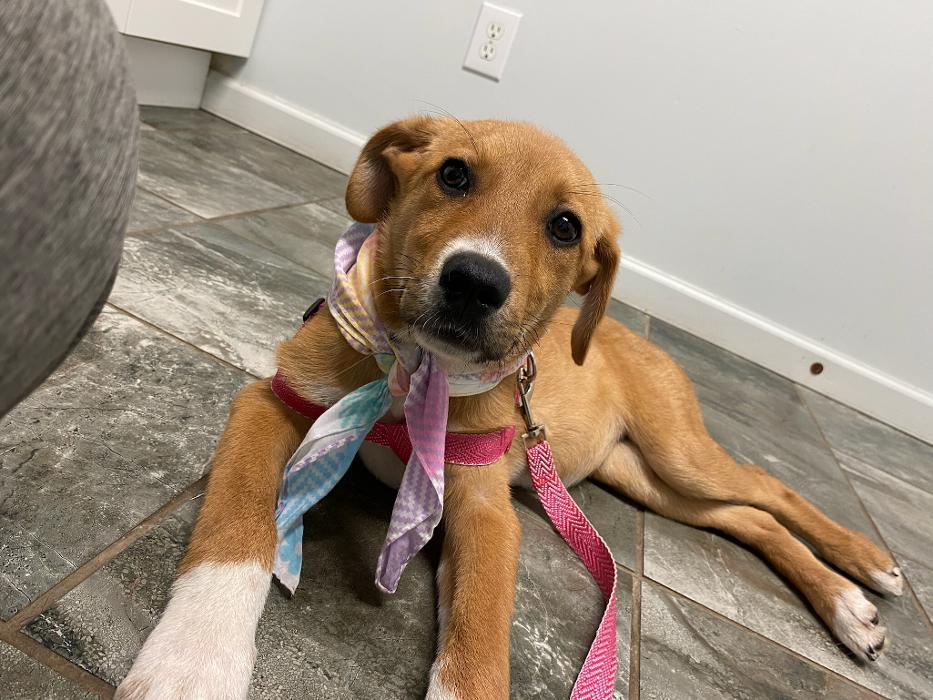 Beall Animal Clinic - Leesville, LA