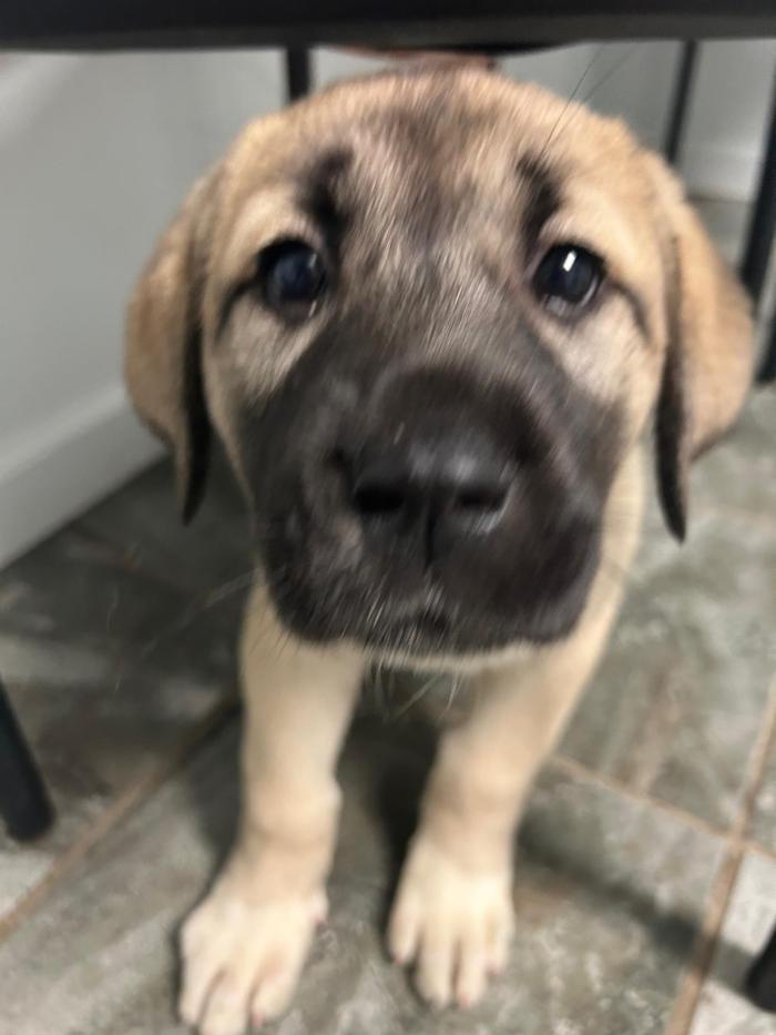 Beall Animal Clinic - Leesville, LA