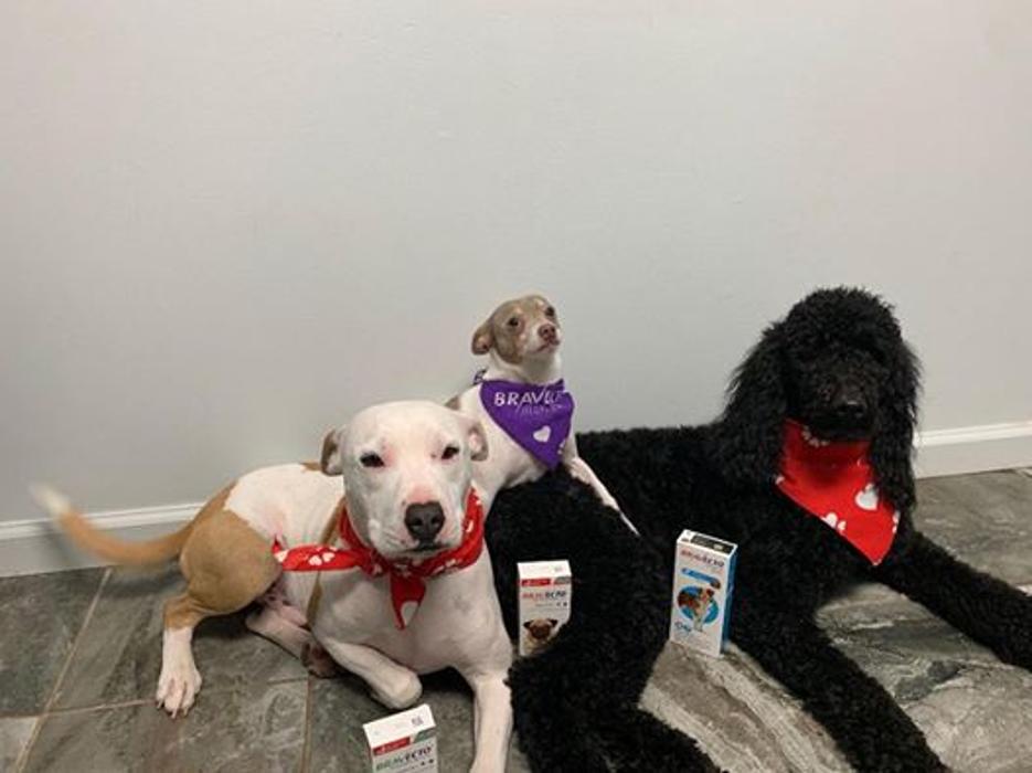 Beall Animal Clinic - Leesville, LA