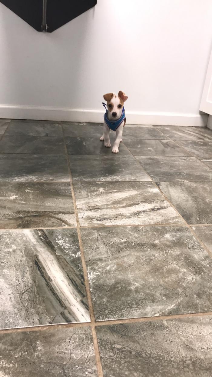 Beall Animal Clinic - Leesville, LA