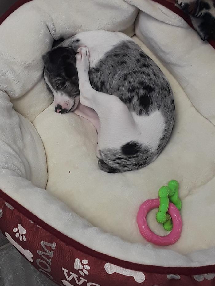 Beall Animal Clinic - Leesville, LA