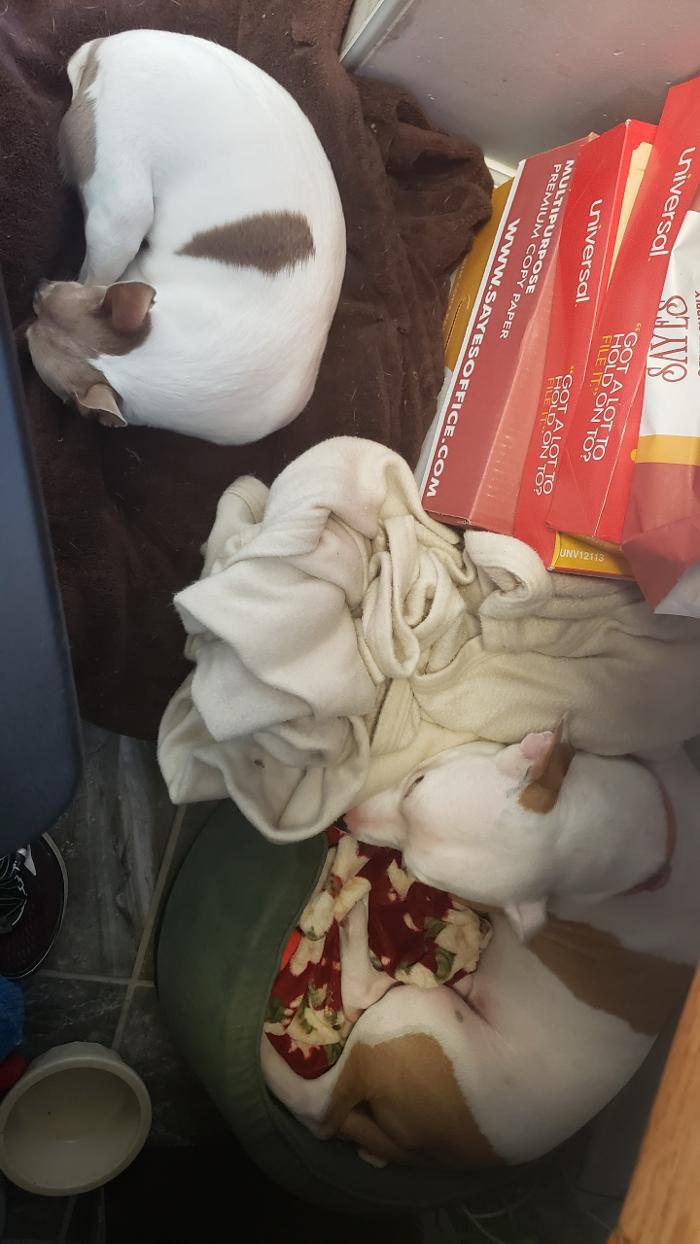 Beall Animal Clinic - Leesville, LA