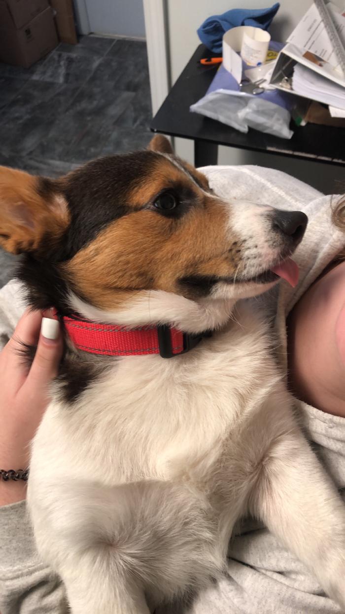 Beall Animal Clinic - Leesville, LA