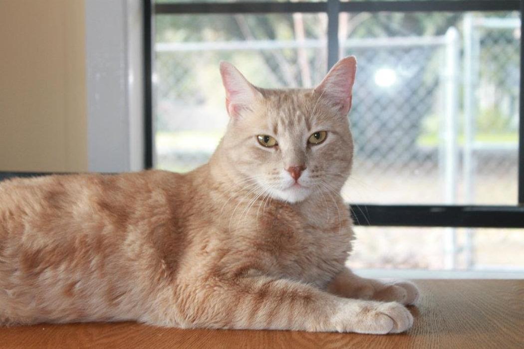 Beall Animal Clinic - Leesville, LA