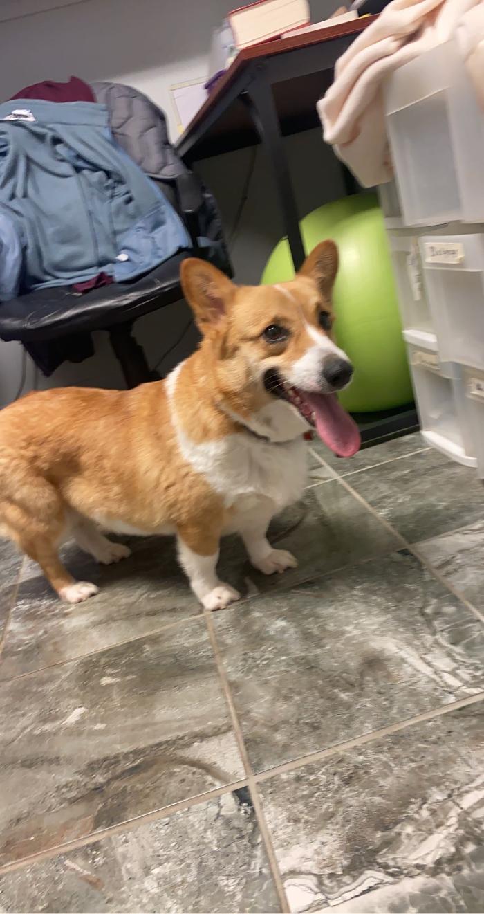 Beall Animal Clinic - Leesville, LA