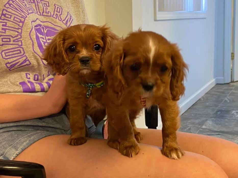 Beall Animal Clinic - Leesville, LA