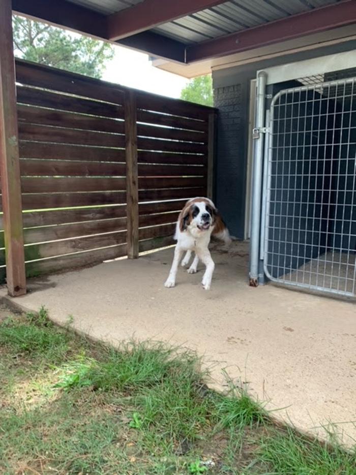 Beall Animal Clinic - Leesville, LA