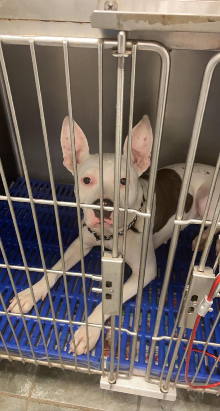 Beall Animal Clinic - Leesville, LA