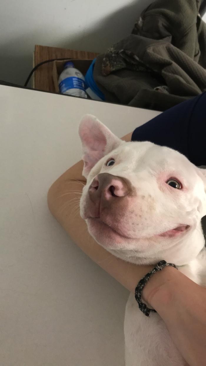 Beall Animal Clinic - Leesville, LA