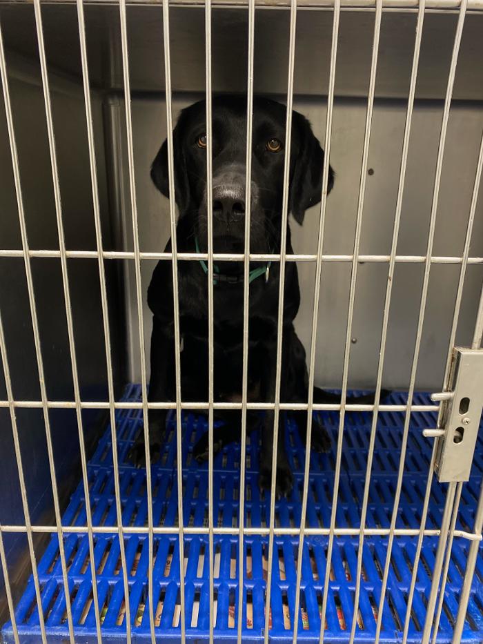 Beall Animal Clinic - Leesville, LA