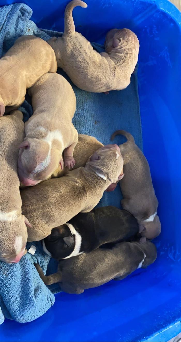 Beall Animal Clinic - Leesville, LA