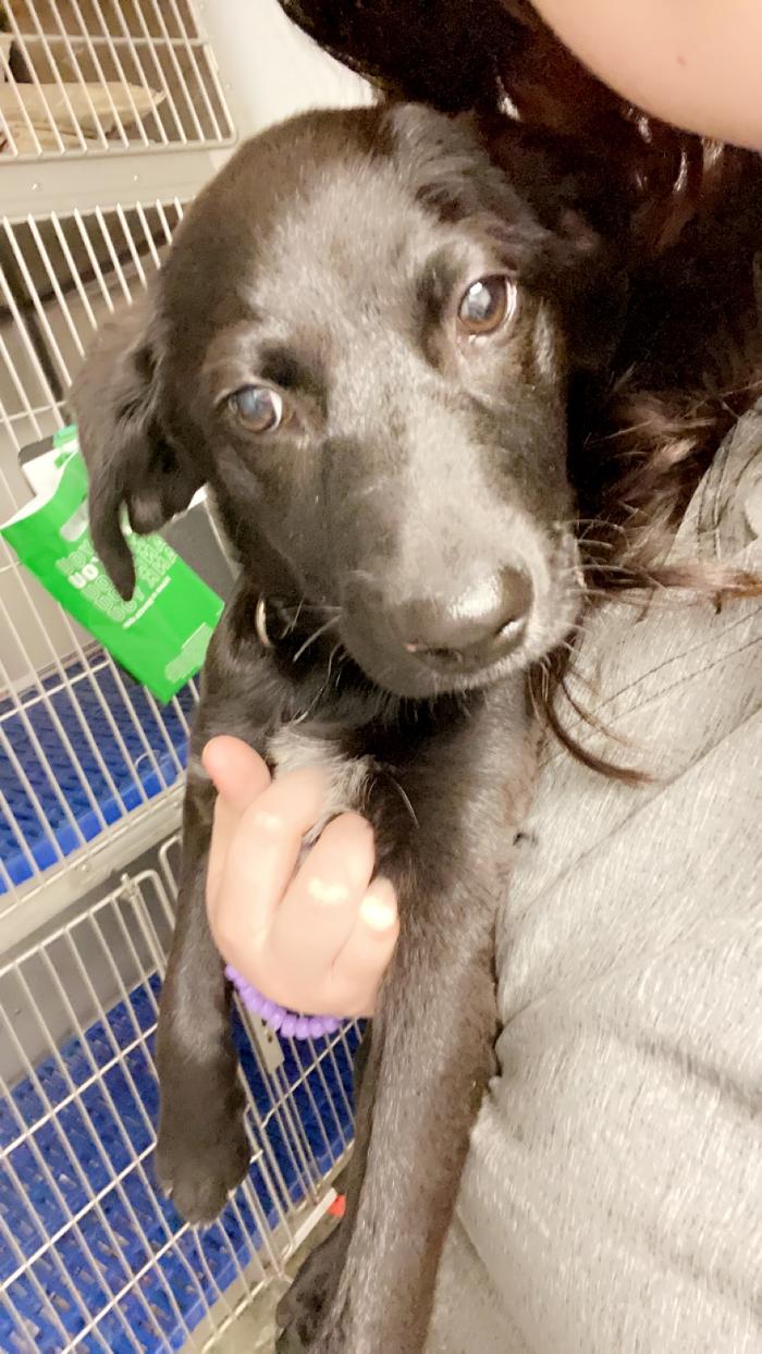 Beall Animal Clinic - Leesville, LA