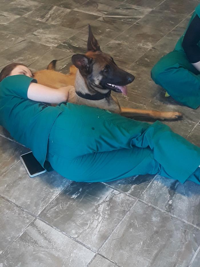 Beall Animal Clinic - Leesville, LA