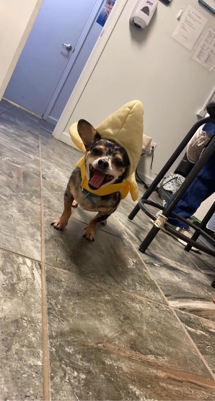 Beall Animal Clinic - Leesville, LA