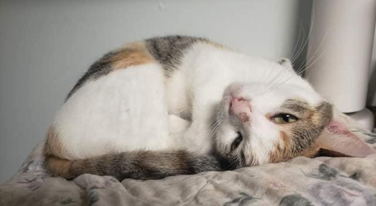 Beall Animal Clinic - Leesville, LA