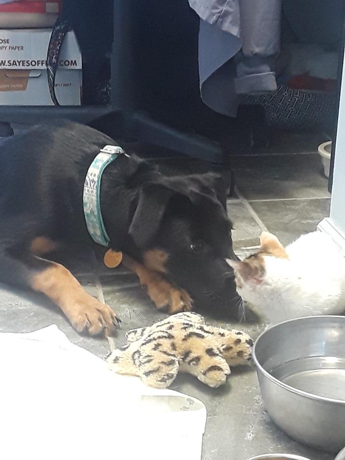 Beall Animal Clinic - Leesville, LA