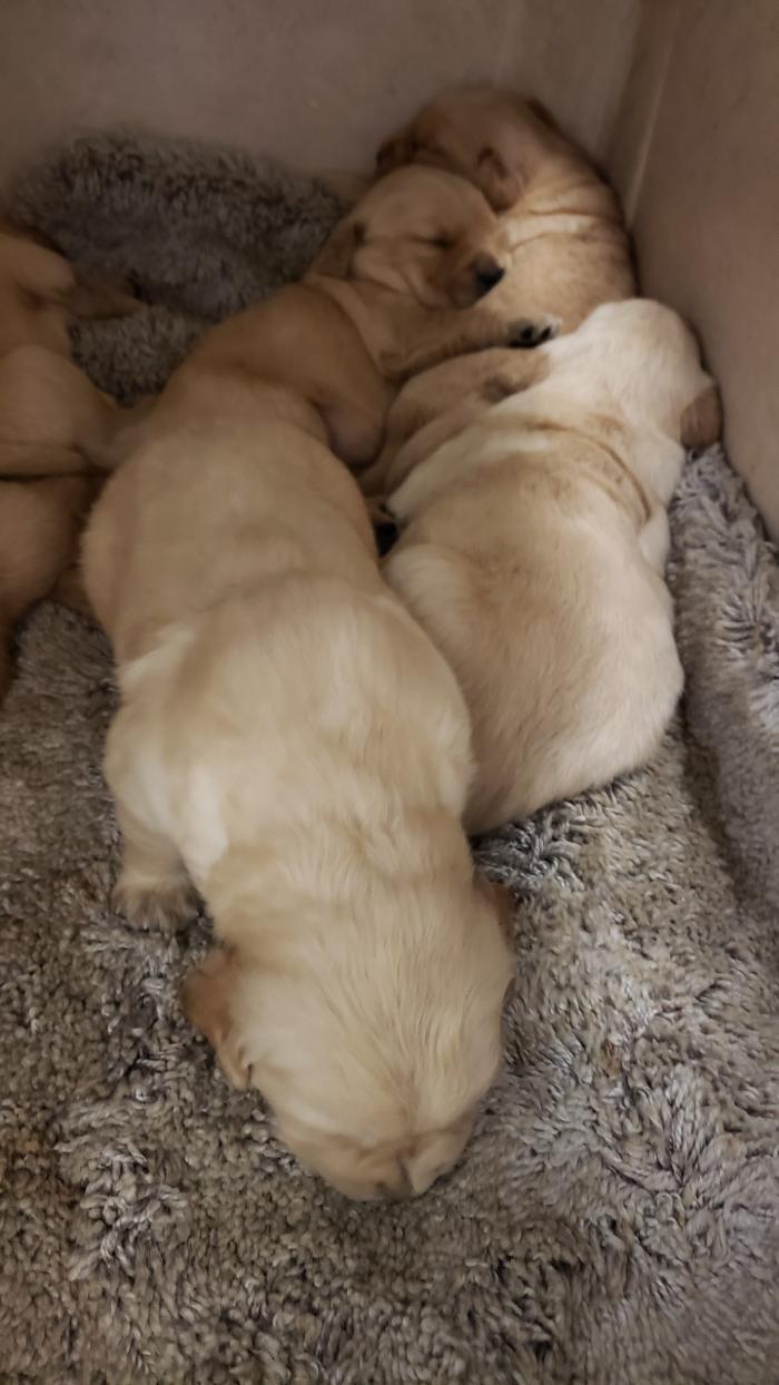 Beall Animal Clinic - Leesville, LA