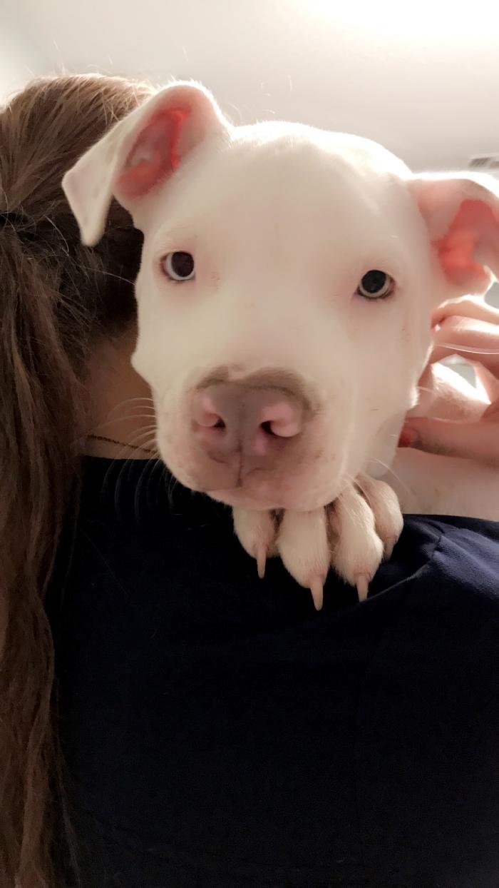 Beall Animal Clinic - Leesville, LA