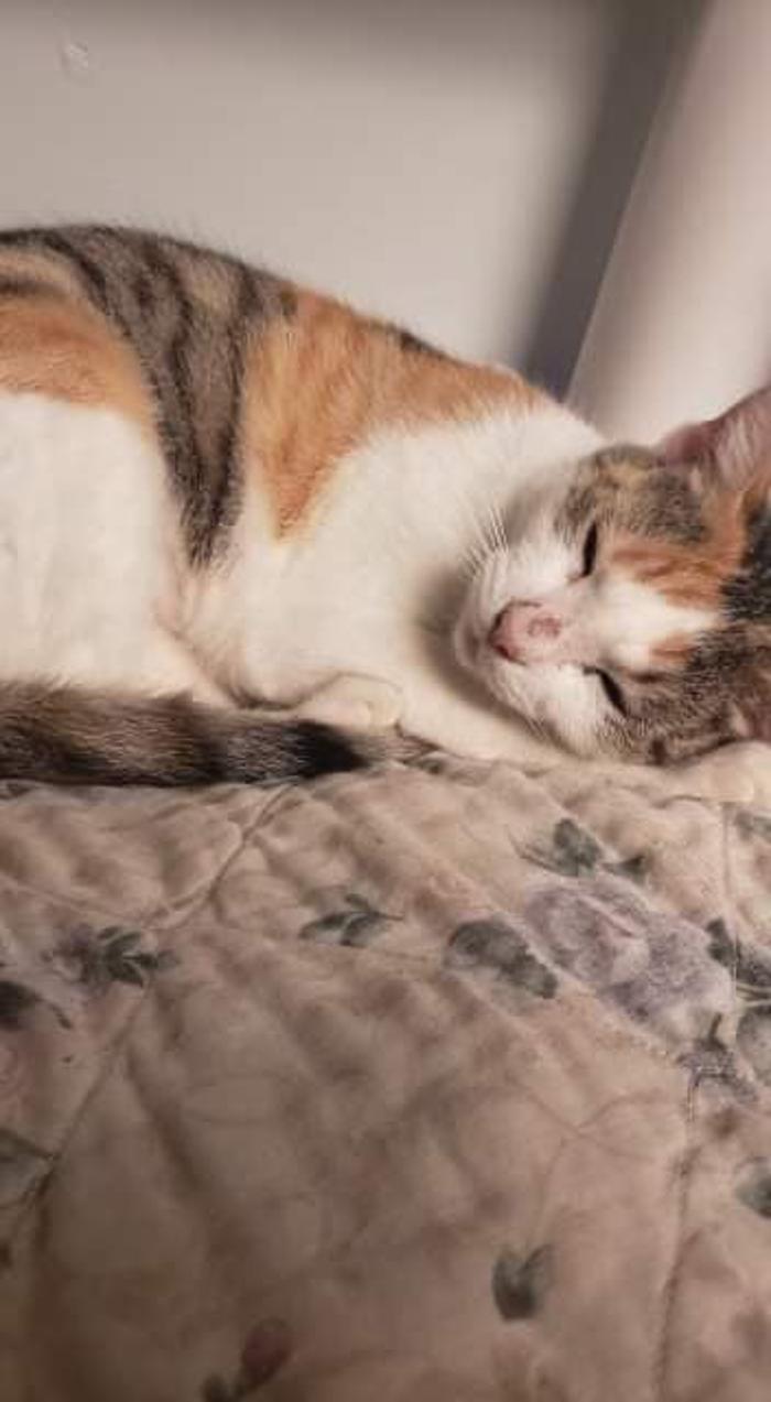 Beall Animal Clinic - Leesville, LA