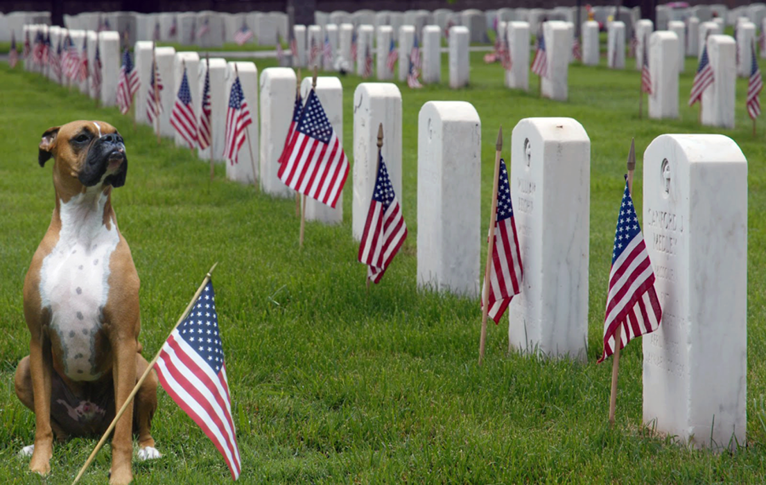 Beall Animal Clinic - Leesville, LA