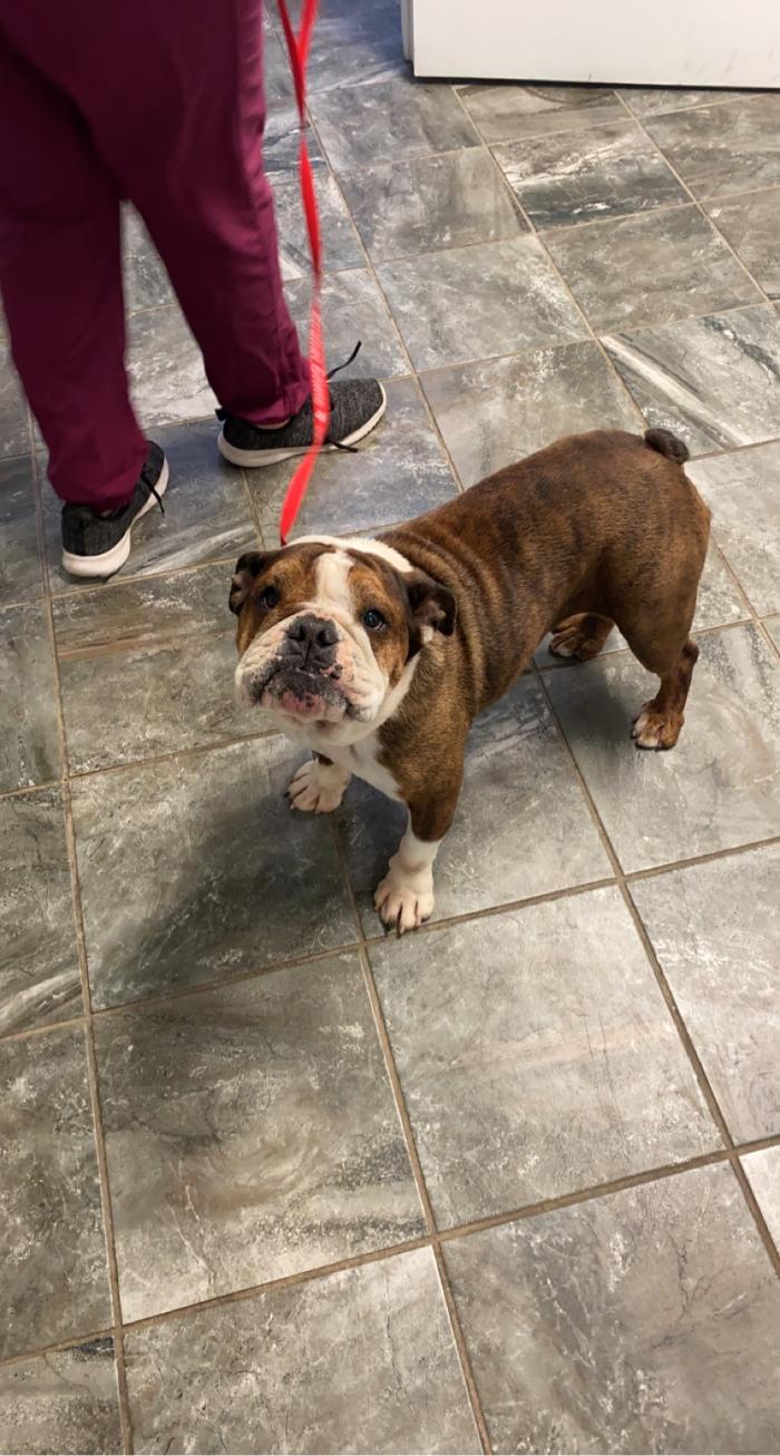 Beall Animal Clinic - Leesville, LA