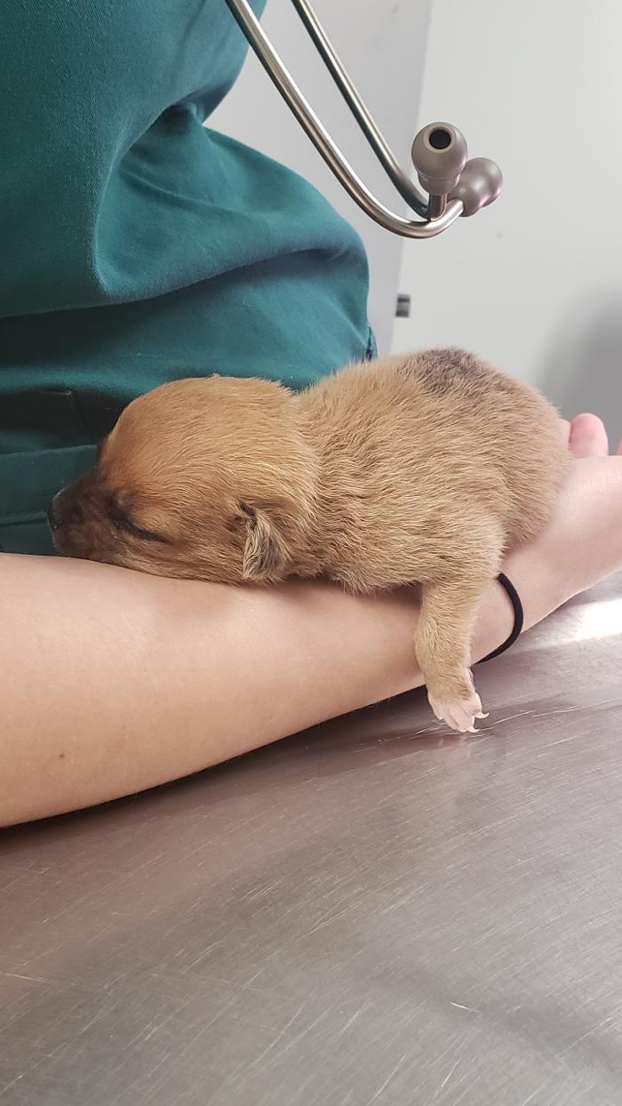 Beall Animal Clinic - Leesville, LA