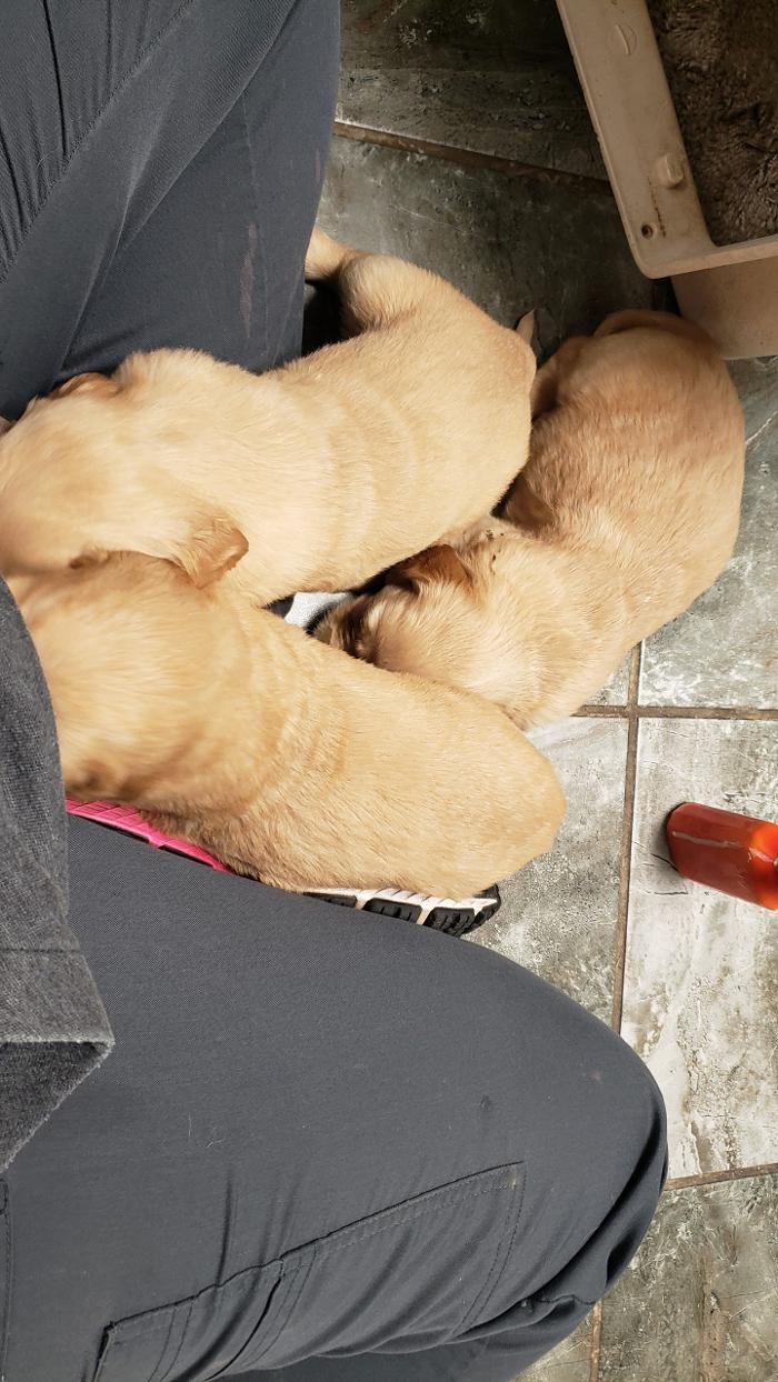 Beall Animal Clinic - Leesville, LA