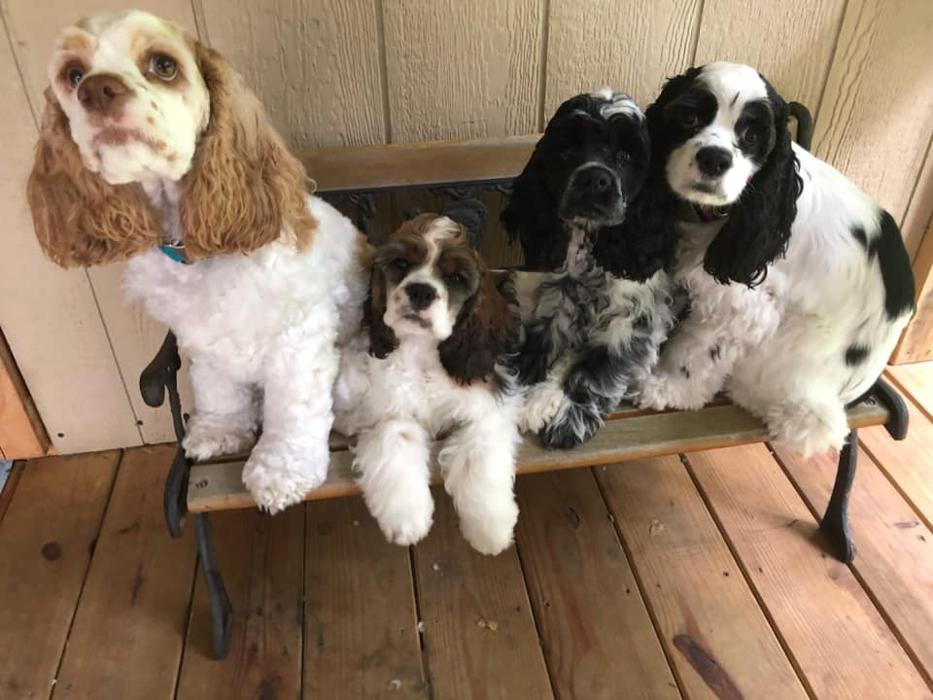 Beall Animal Clinic - Leesville, LA