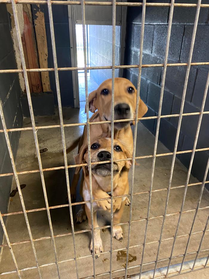 Beall Animal Clinic - Leesville, LA