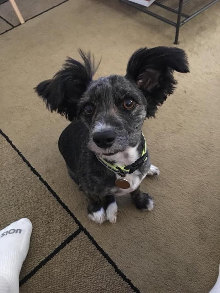 Beall Animal Clinic - Leesville, LA