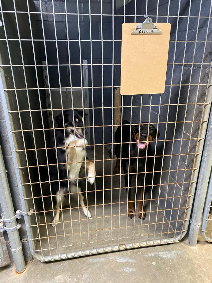 Beall Animal Clinic - Leesville, LA