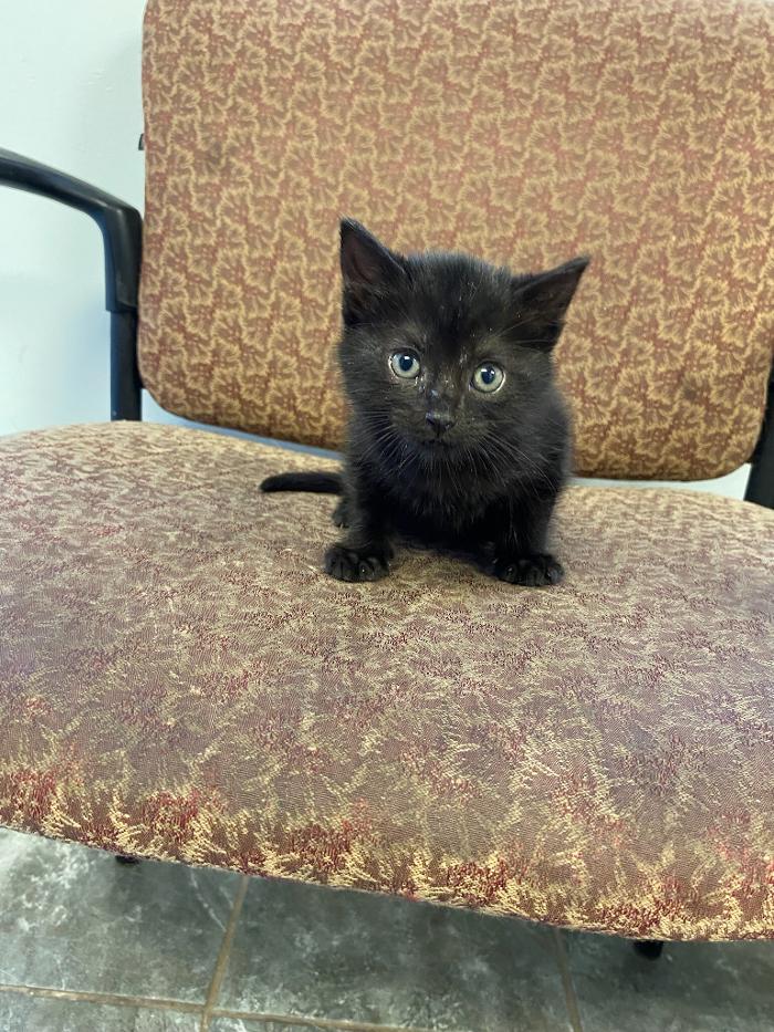 Beall Animal Clinic - Leesville, LA