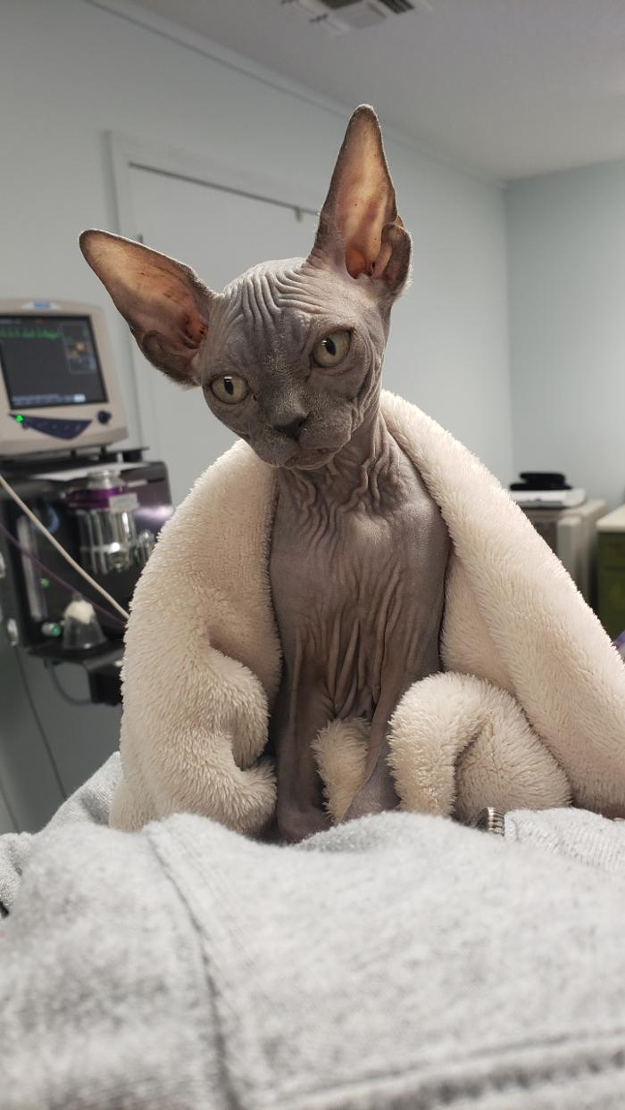 Beall Animal Clinic - Leesville, LA