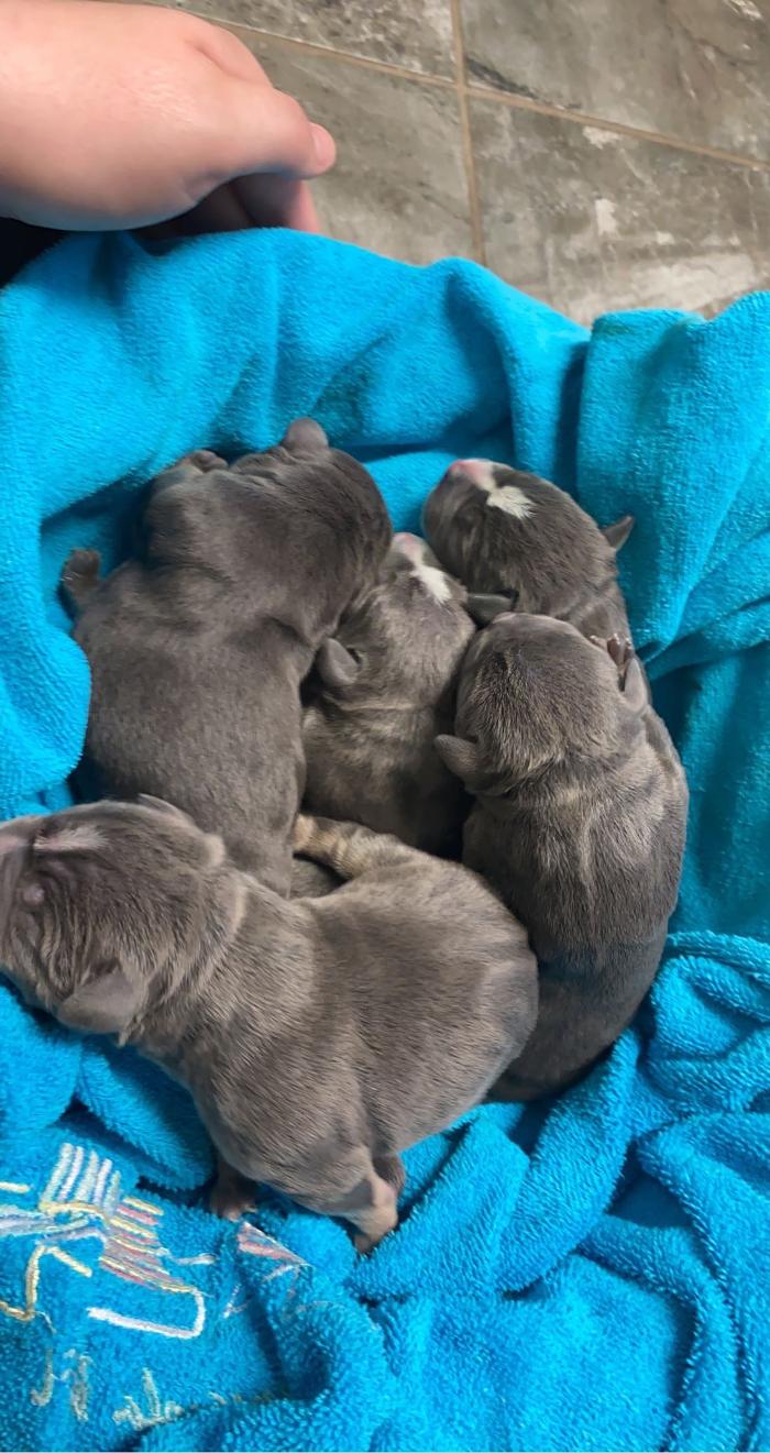 Beall Animal Clinic - Leesville, LA