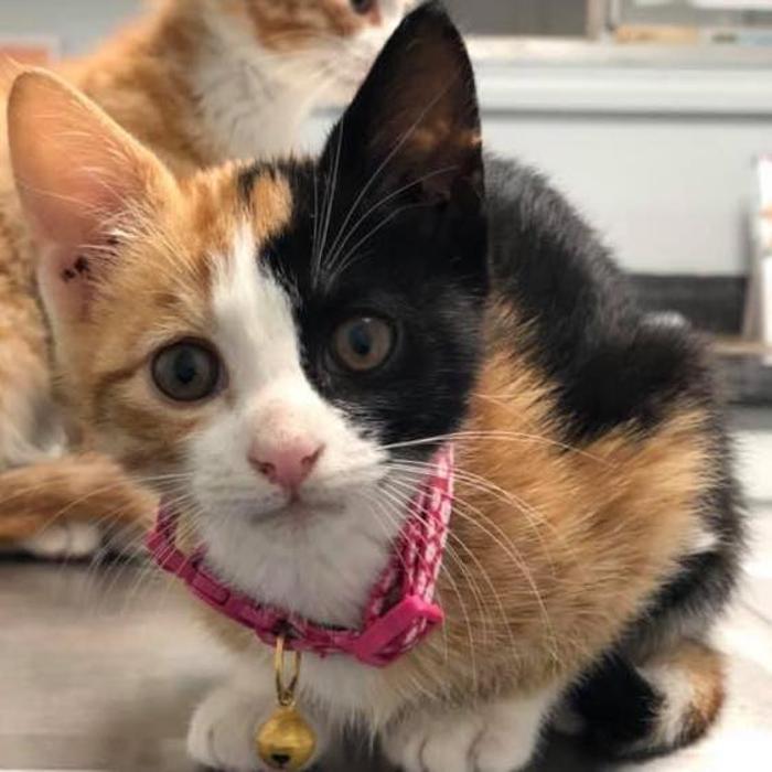 Beall Animal Clinic - Leesville, LA